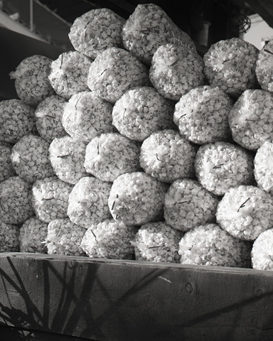 ShaneLavalette_Fair_03