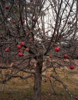 ShaneLavalette_Northeast_02